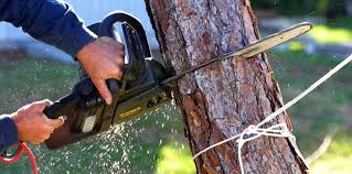How Our Tree Care Process Works  in  Colquitt, GA