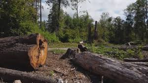 Best Tree and Shrub Care  in Colquitt, GA