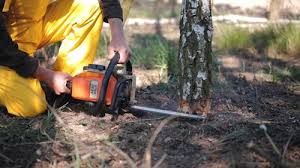 Best Palm Tree Trimming  in Colquitt, GA