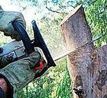 Best Firewood Processing and Delivery  in Colquitt, GA