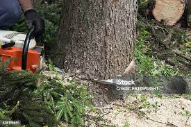Best Tree Maintenance Programs  in Colquitt, GA