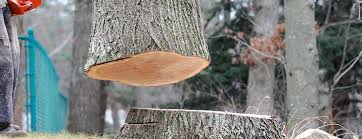 Best Tree Mulching  in Colquitt, GA