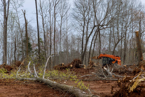 Best Leaf Removal  in Colquitt, GA