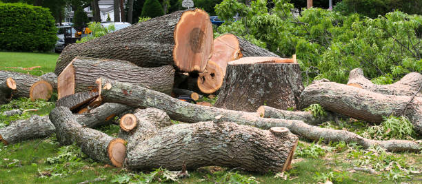 Best Lawn Renovation and Restoration  in Colquitt, GA