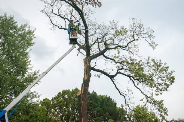 Best Tree Health Inspection  in Colquitt, GA