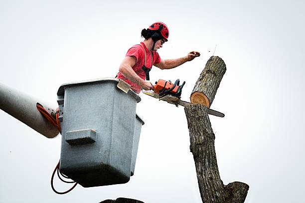 Best Stump Grinding and Removal  in Colquitt, GA