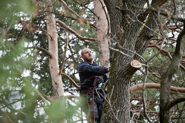Best Arborist Consultation Services  in Colquitt, GA