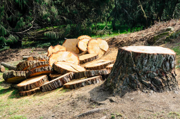 Best Tree Trimming and Pruning  in Colquitt, GA